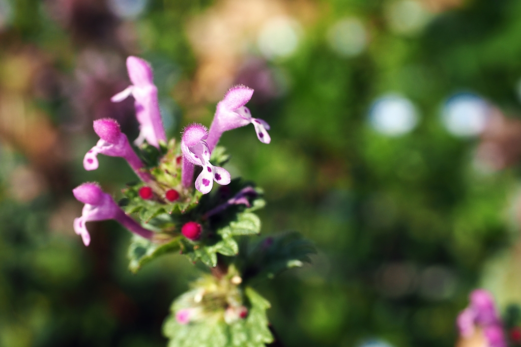 解放 ガリガリ君