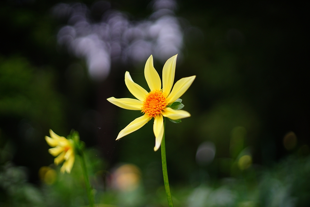 やくにねんぶり