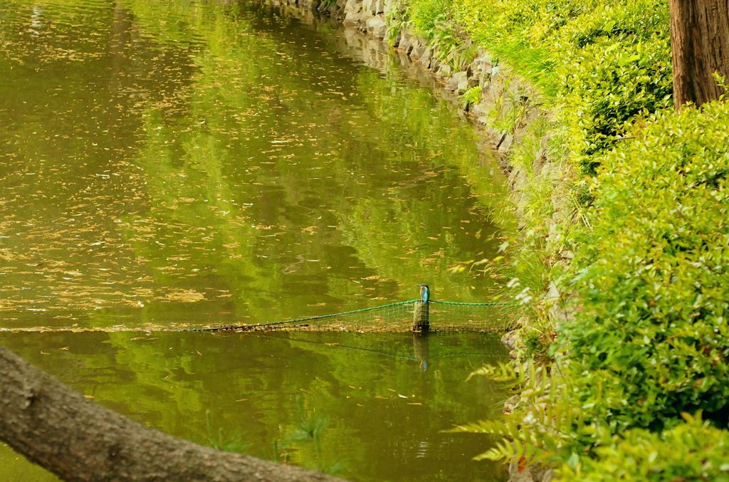 「青い鳥がいるよ」