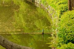 「青い鳥がいるよ」