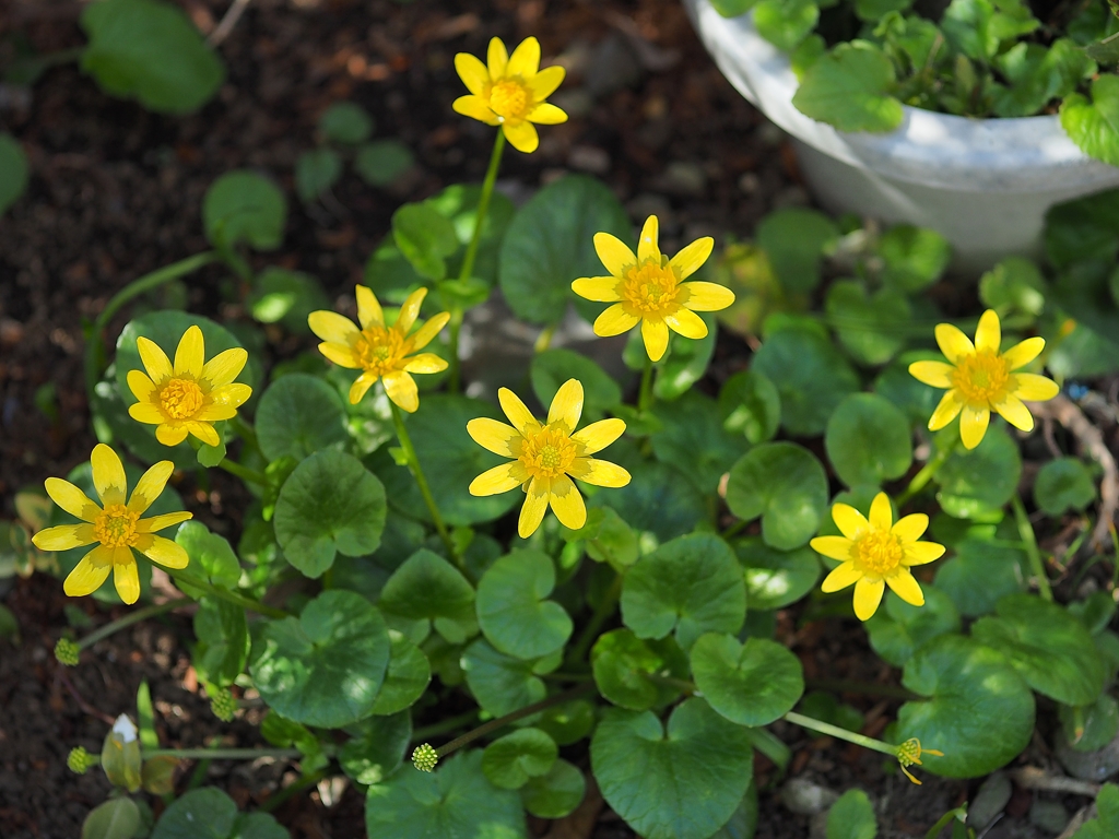 ワタシだけをみつめて！