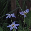 Spring Starflower 2017