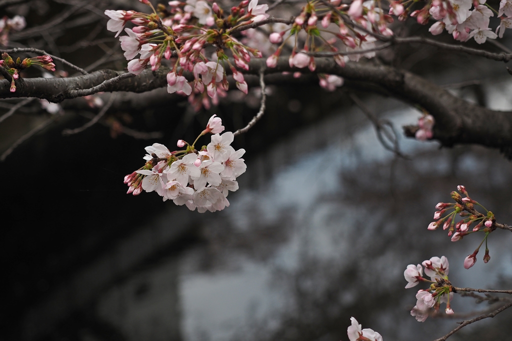 NGワードは仙川