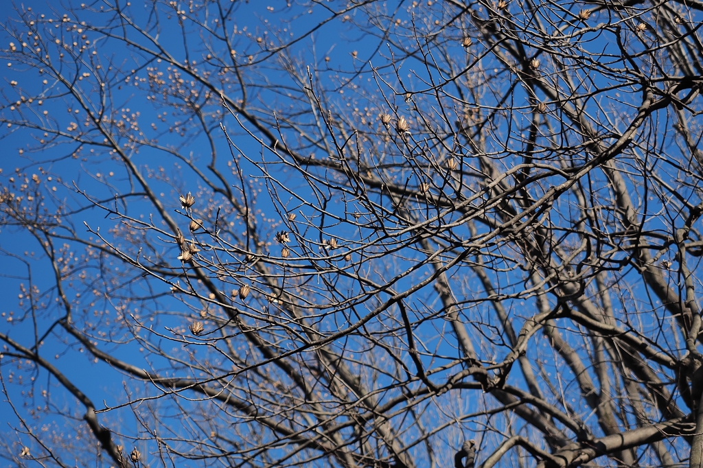 なぜレンズを替えないのか？