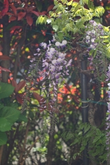 鬼滅の刃と藤の花