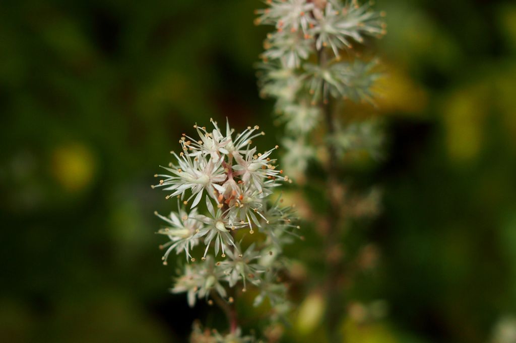 京王フローラルガーデン　小さな　そして奇妙な花たち編５