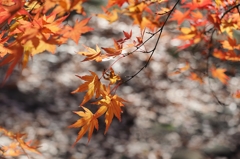 For The Peace Of All Mankind (落葉のコンチェルト)