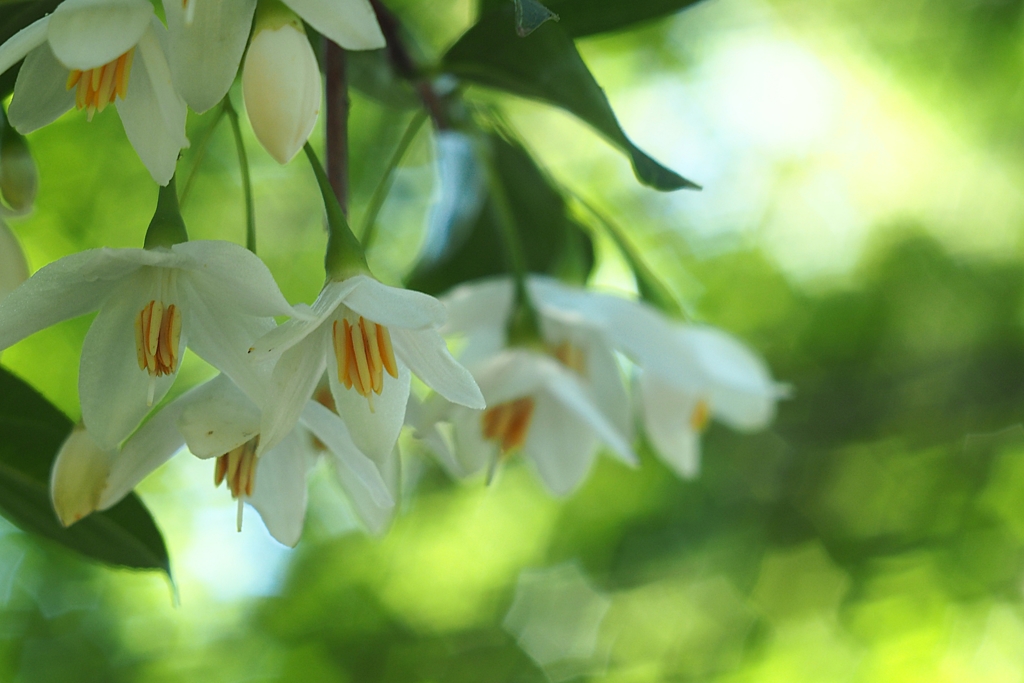 試練のエゴノキ