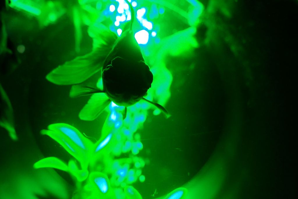 Dark Side Goldfish