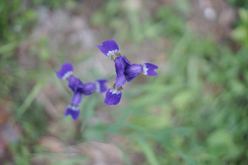 紫紺のプロペラ