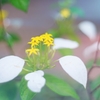 黄泉の国の花