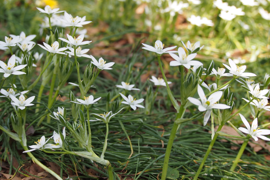 オオアマナ群生１