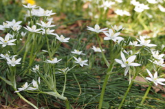 オオアマナ群生１