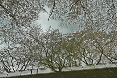 さくら 映ってるよ(寅さん口調で）