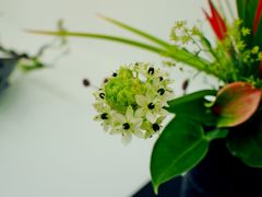Ornithogalum arabicum