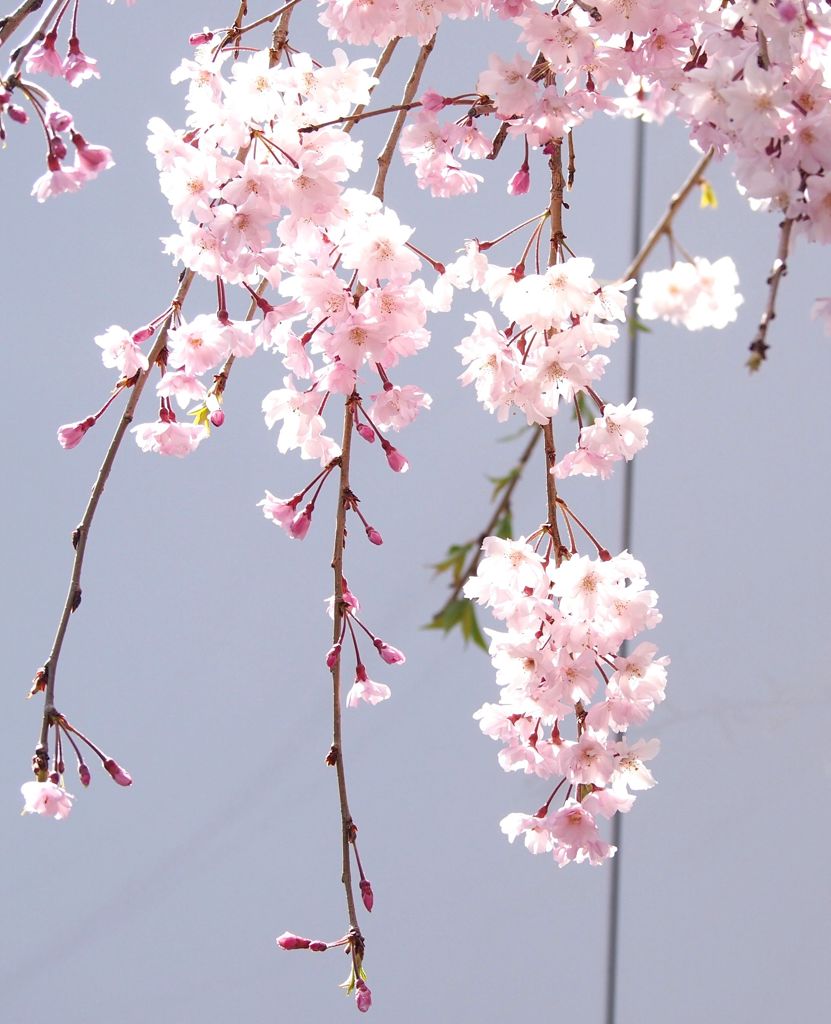 枝垂れ桜