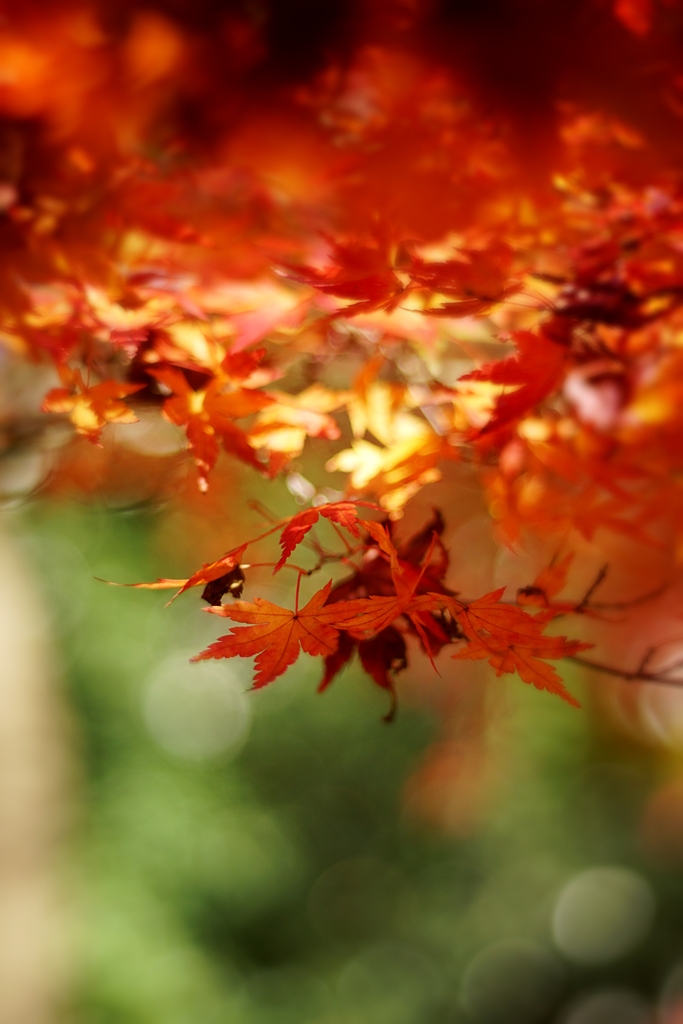 御苑最終紅葉
