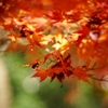 御苑最終紅葉