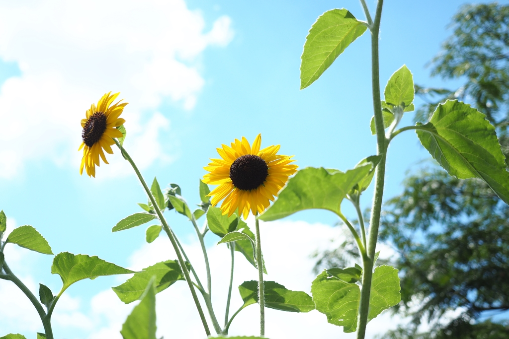 日傘と白いワンピース