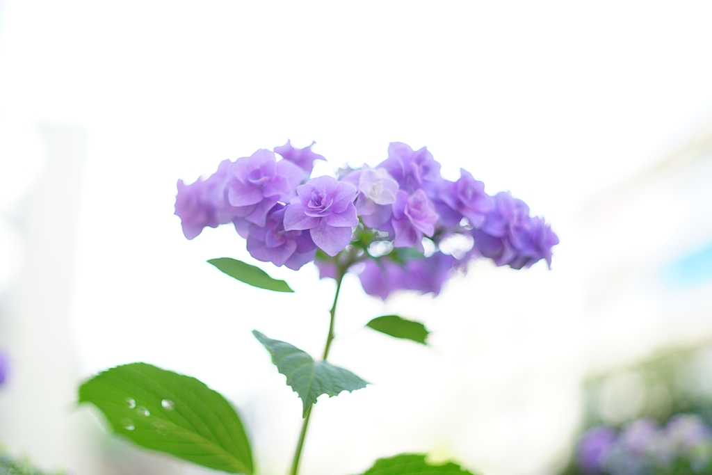 貴女は特別です。