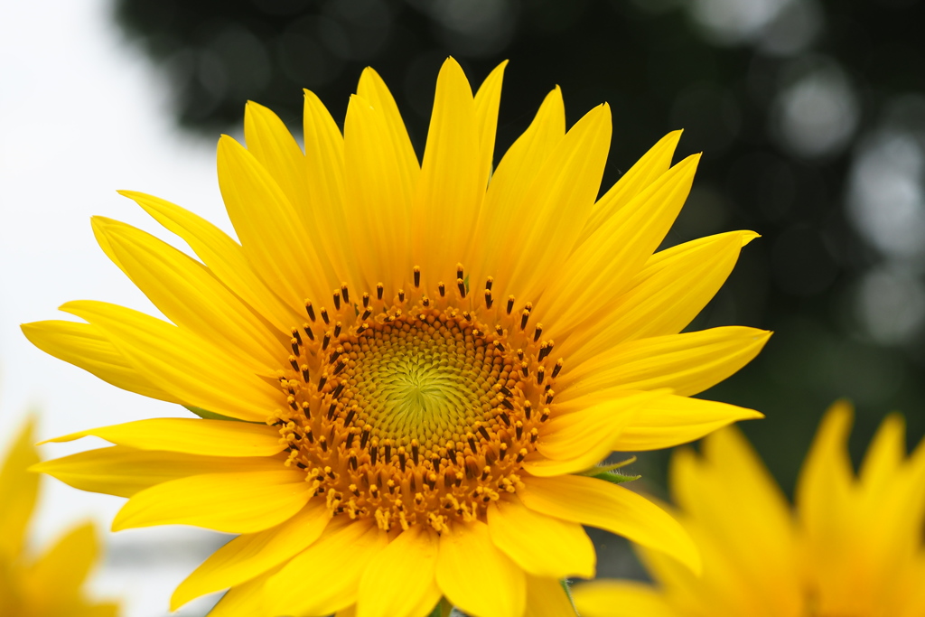 おまえと田村とプレシャワー