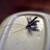 THE FLY 恐怖の3連発投稿