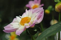 愛しのオードリー