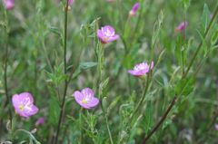 ピンクのネモフィラ？