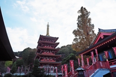 晩秋の高幡不動尊①