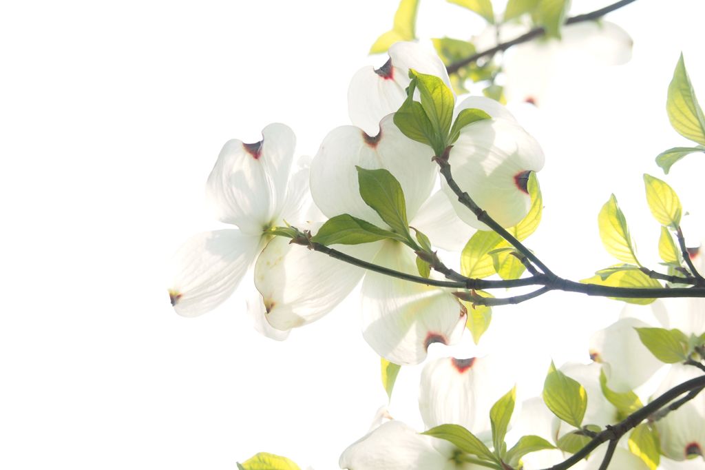 狛江・花水木３