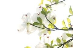 狛江・花水木３