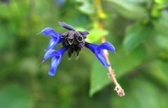 探査 確認 即攻撃