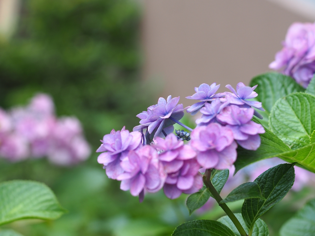 さよならボクの美しい人３