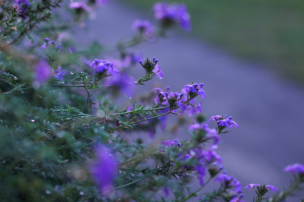 Purple Rain