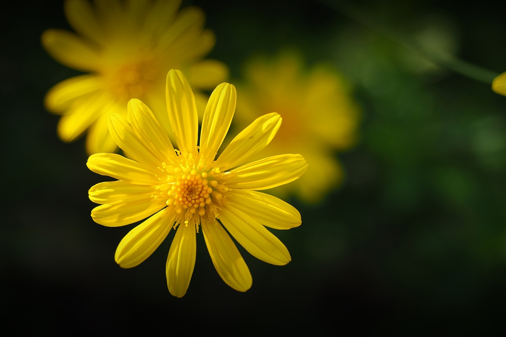 今が一番うつくしい