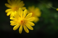 今が一番うつくしい