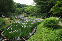 ６月８日 明治神宮御苑