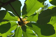 花よりお寿司