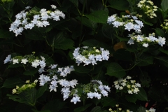 踊る♪墨田の花火（かな？）