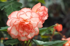 温室花火
