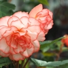 温室花火