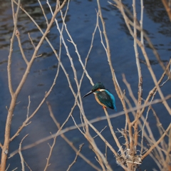 頑張れキットレンズ③