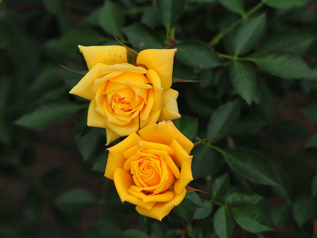 仲のいい美人姉妹