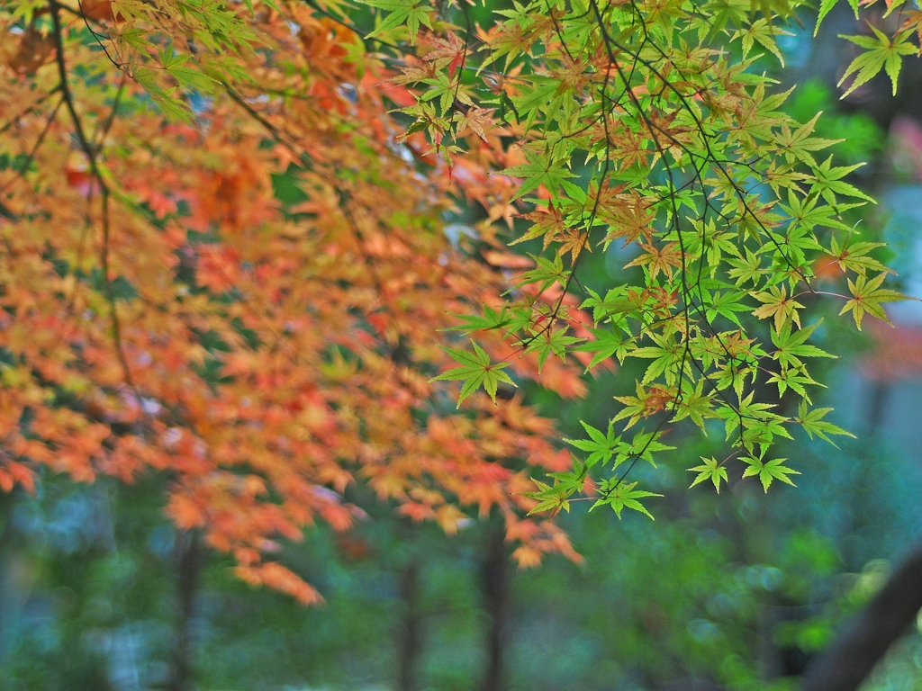 雨が降ってきて早々に退散