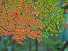 雨が降ってきて早々に退散