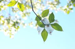 亜米利加山法師