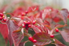 美味しそうなのにねぇ～～