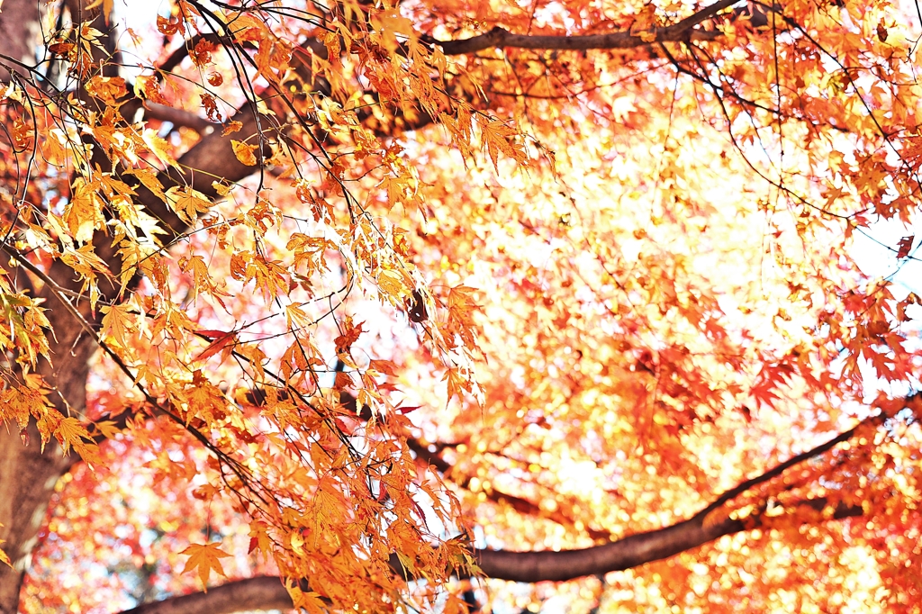 Golden Slumbers Kiss Your Eyes