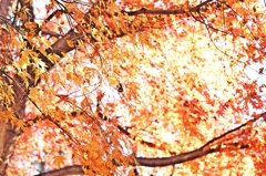 Golden Slumbers Kiss Your Eyes