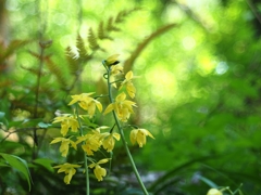 Calanthes sieboldii